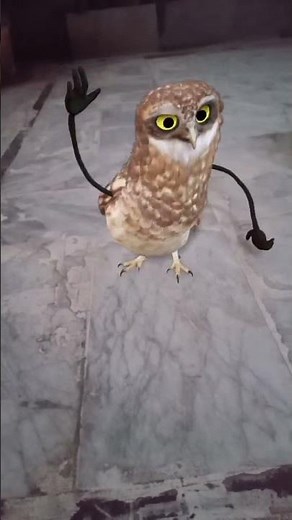 🦉 Funny Dancing Owl Groove! Apt Apt 😂