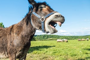 Gustavo Arellano: Donkey Shows are a "wholesale gabacho invention that says more about how America projects its fevered perversions onto Mexicans and Mexico than anything about Mexicans themselves"