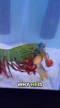 Mantis Shrimp Delivers Brutal KO To Fiddler Crab🥊🦐🤯 #animals #fish