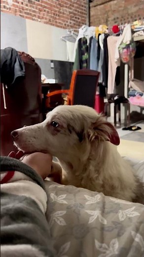 Heartbreaking Border Collie Trusts Us Every Night – Rescue Shelter Love Story