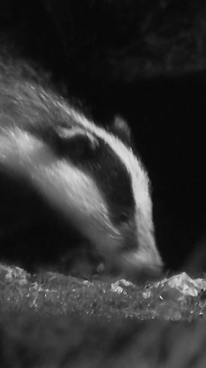 As a wildlife artist I travel the world to watch animals in their natural habitat, but its here in #yorkshire where I have the time to get to know each animal individually before I paint their portraits 🦡🎨🖌 #badger #wildlifeart #discoverwildlife #robertefuller | Robert E Fuller