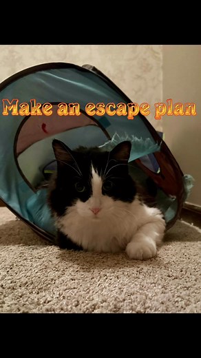 Milo’s fire escape | Milo and Sox