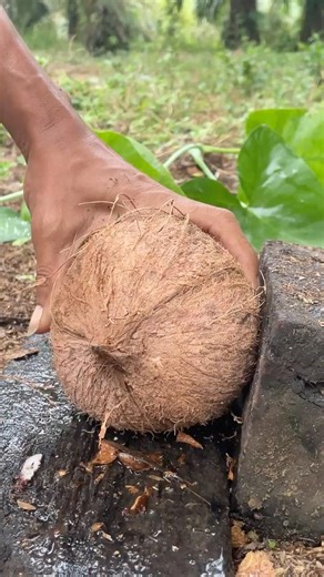 day 9 removing the coconut from its shell
