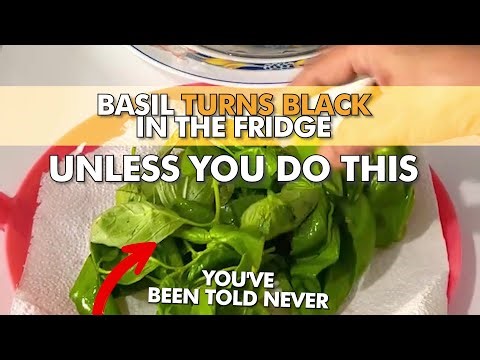 How to Store Basil in The Fridge Without It Turning Black