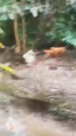 Wild chase into the river — the hog tries to escape, but the hunt continues! 🌊🐗 #HogHunt #WildChase #NatureInAction | Macho