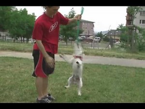 parson russell terrier