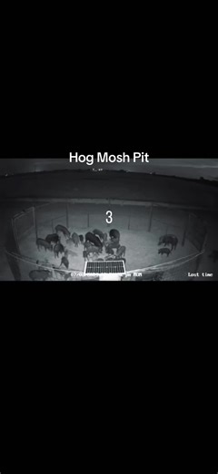Hog mosh pit #texashogs #hogs #pigs #feralpigs #wildhogs | Mosh Pit