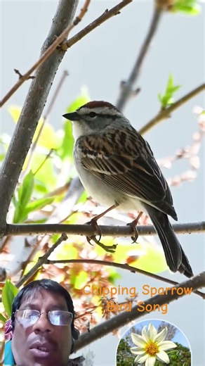 Chipping Sparrow 🐦‍⬛Singing #birdsounds #birdtrend #birdlovers #birdsinging #viral