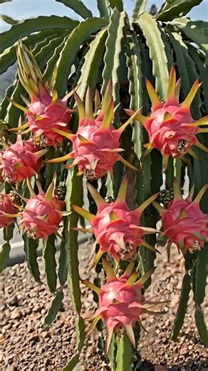 You Won't Believe How Dragon Fruit Grows! 🐉
