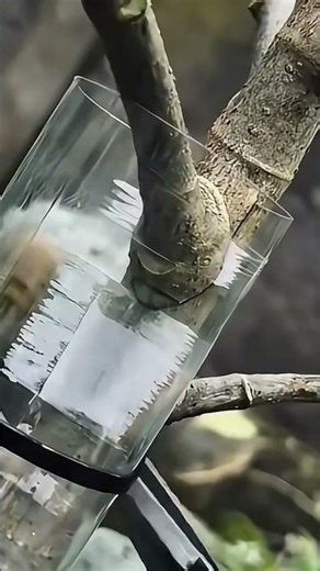 Magic Gardening Trick: How to Clone Any Tree!🌳#GardeningHacks #PlantPropagation#AirLayering #Nature😀