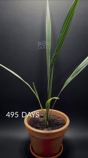 Date Palm and Mandarin Tree Time-Lapse in 60 Seconds