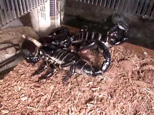 Basic Care for Emperor Scorpions