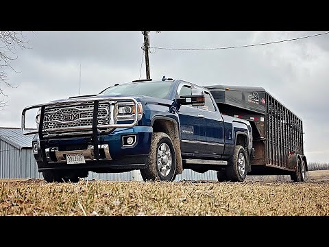 2K Cattle Auction - Buying a Bull