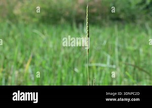 Alopecurus myosuroides grass in the rice field. Its common name is slender meadow foxtail,black grass,twitch grass and black twitch. Its found in moist meadows, and on cultivated and waste land. Itis a nannual grass, native to Eurasia.