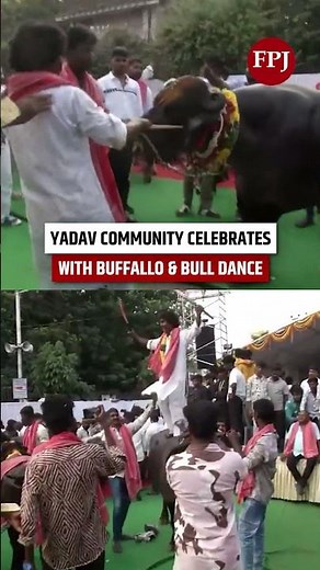 Telangana's Sadar Sammelan festival celebrated with Buffalo and Bull dance