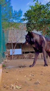 Just listen to the sound of teeth . . . . . . . #wolf #wolfdog #drawing #wolfpack #art #worldofwolves #nature #wolfstagram #savethewolves #instawolf The #dogfriendlycotswolds | Cigo Dalgıç