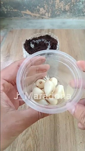Grow Garlic Using the Snail Method 🌱 Space-Saving & Easy #gardenhacks
