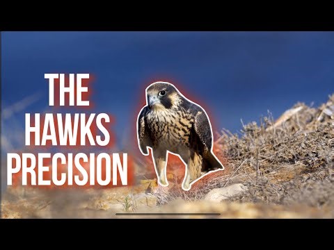 The Hawk’s Precision | Strategy in Motion
