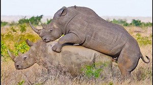 VIDEO: Let's do it like they do on the Discovery Channel