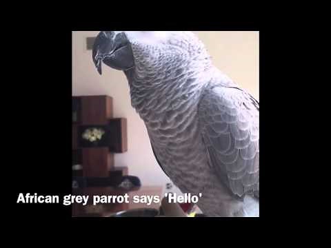 Parrot Says 'Hello'