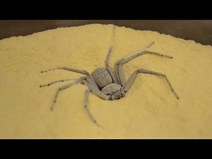 Who Stole One of World’s Most Venomous Spiders From Philadelphia Insectarium?