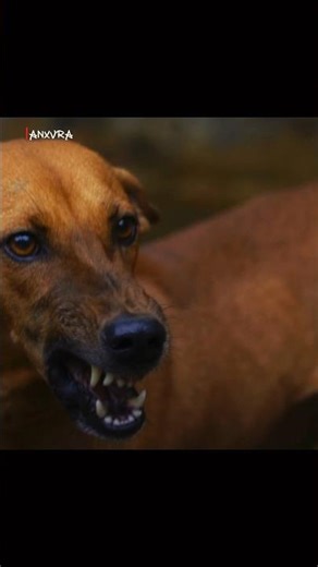 angry dogs 🐶.! #shorts #cinema #editvideo #movie #anxvra