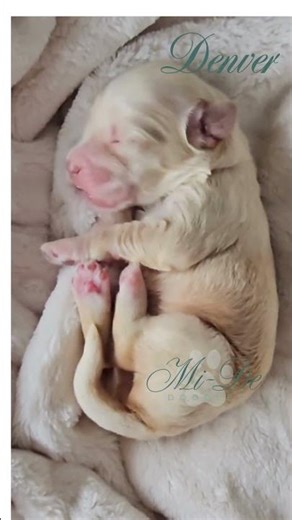 Caramel Labradoodle Male puppy enjoying his nap