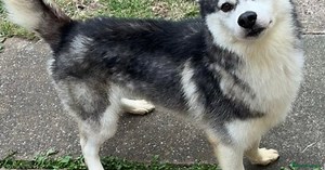 Siberian Husky Puppies for sale in Birmingham, West Midlands | Pets4Homes