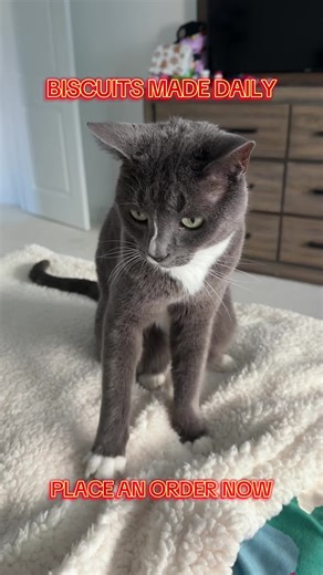 Be sure to place your order early! #cat #cutecat #funnycat #smallbusiness #biscuits