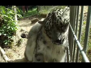 Awww. adorable snow leopard purring!!!!