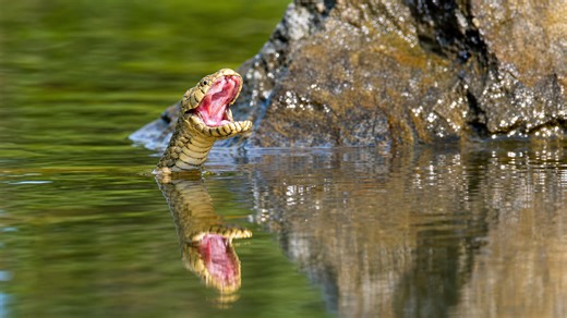 Un serpent surgit à la surface devant une caméra cachée