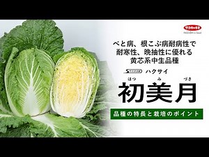 サカタのタネ【ハクサイ】「初美月」品種紹介