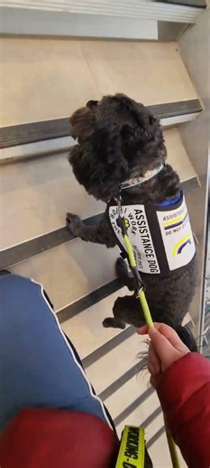 training raws; assistance dog lotus working on 'stairs' command(politely walking) #assistancedog