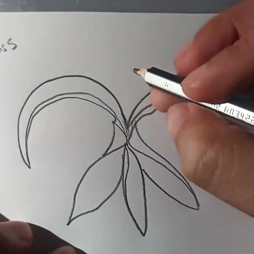 Cómo dibujar la flor de lis