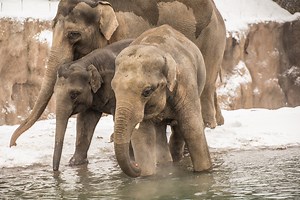 Caring for elephants in cold weather