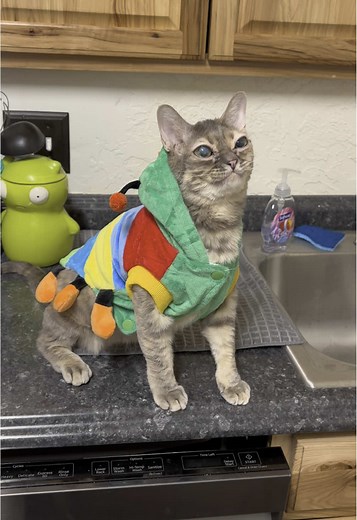 Meet Gumbus: The Hungry Rescue Kitten's Journey