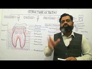 Anatomy of Teeth English medium ‪@prof.masoodfuzail‬| Structure of Tooth | Dental formula |Canines