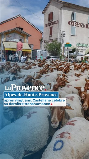 1 300 moutons et brebis dans les rues de Castellane pour une dernière transhumance. Après vingt ans à célébrer cette tradition, la ville tourne la page. 🐑