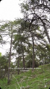 The pine trees of Palestine include 4 species: Aleppo Pine (indigenous), Stone Pine, canary Pine, and Brutia Pine. While the native Aleppo Pine has grown here for millennia, the other varieties were planted in mass planting programs. | Olive Odyssey