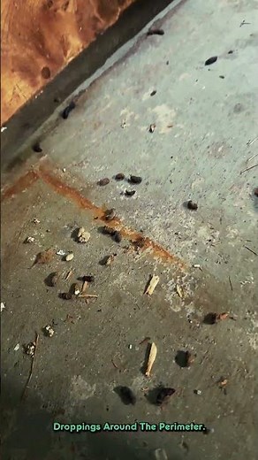 Keep your property secure from unwanted guests! 🐁🏗️