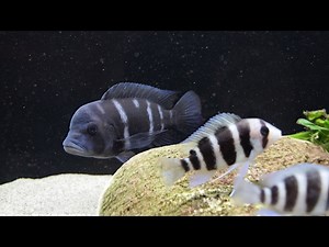 What are the Differences Between My Frontosas?