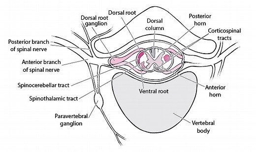 Overview of Spinal Cord Disorders - Neurologic Disorders - MSD Manual Professional Edition