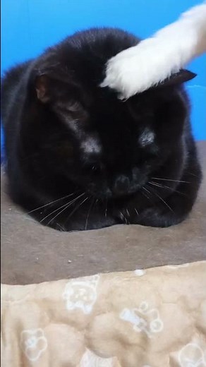香箱座りを解く事が出来なかった😹 #保護猫 #癒し #可愛い #猫好き #面白い #黒猫 #エンジェルタッチ #香箱座り #猫おもちゃ