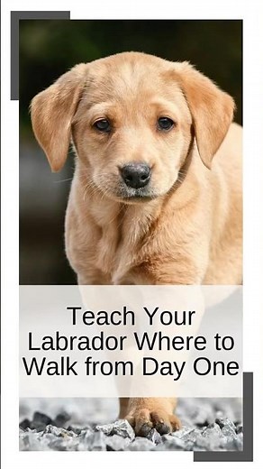 Teach Your Labrador Where to Walk From Day One
