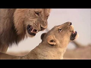 Lion Pride Documentary - African Lion in the Luangwa Valley Nature | HD 1080P