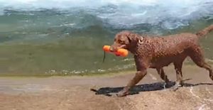 Clever Dog Figures Out How To Play Fetch On His Own