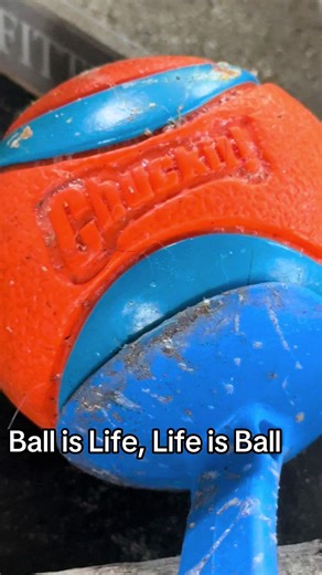 Ball is Life: A Dog's Love for the Game