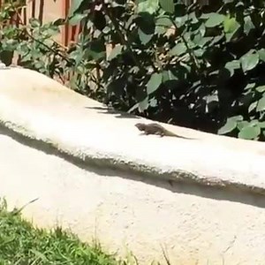 4.3K views · 16 reactions | Hitting Chest Day Hard  MuscleMorphSupps.com  for his Pre-Workout | MuscleMorph | Facebook