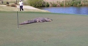 Golfers are surprised by the giant alligator that appears on the course (Video)