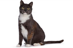 Klinefelter Syndrome in Cats - Cat-World